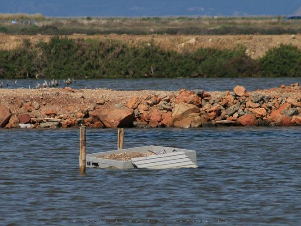 183 D19 PRESQU ILE DE GIENS 2_000048.jpg